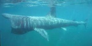 baskingshark