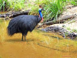 cassowary