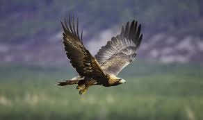 goldeneagle