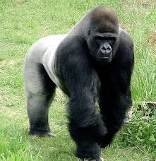 gorillas