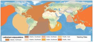 leatherbacks_global_distribution_wallaceetal2013