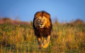 lion