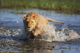 lion