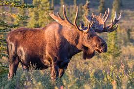 moose