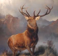 reddeer