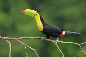 toucan