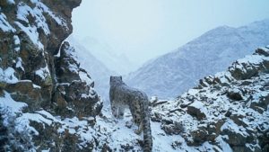 snowleopard