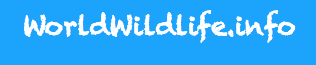 World Wildlife Info